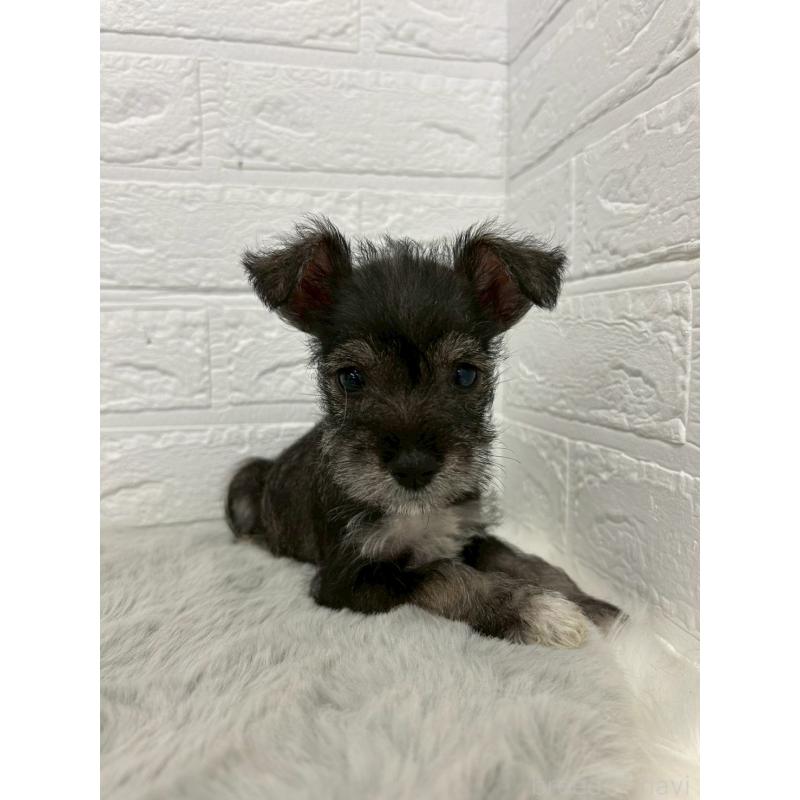 販売中の岡山県のミニチュアシュナウザー-438035の8枚目