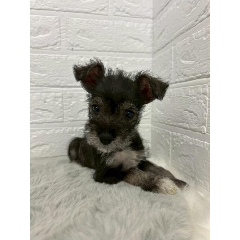 販売中の岡山県のミニチュアシュナウザー-438035の7枚目