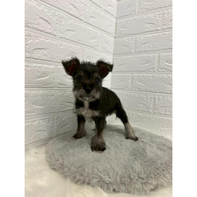 販売中の岡山県のミニチュアシュナウザー-438035の5枚目