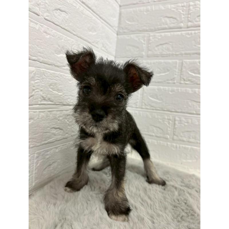 販売中の岡山県のミニチュアシュナウザー-438035の4枚目