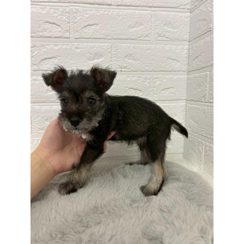 販売中の岡山県のミニチュアシュナウザー-438035の3枚目