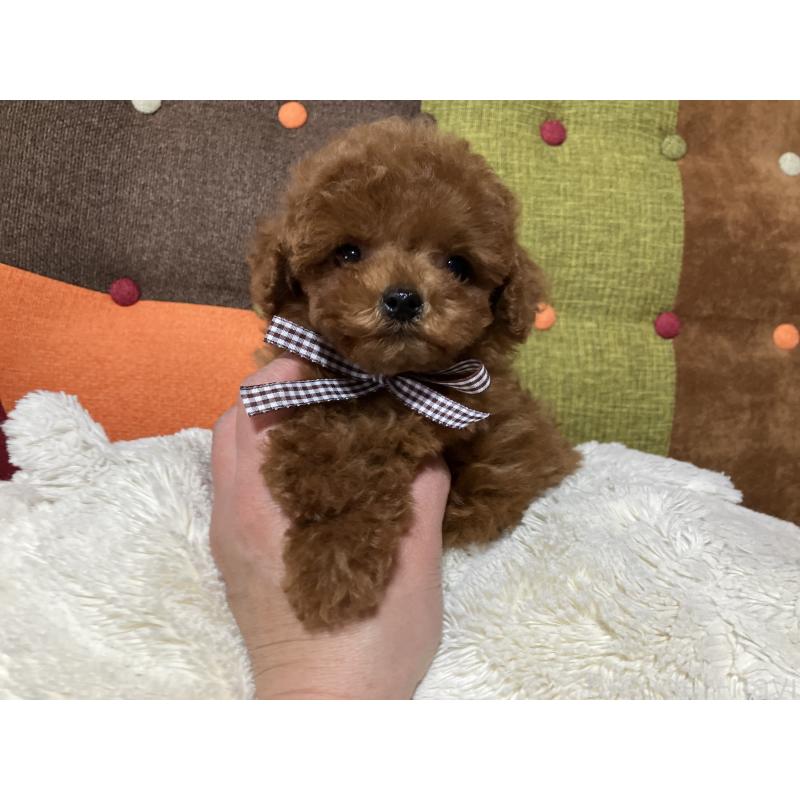 販売中の福岡県のタイニープードル-438039の14枚目