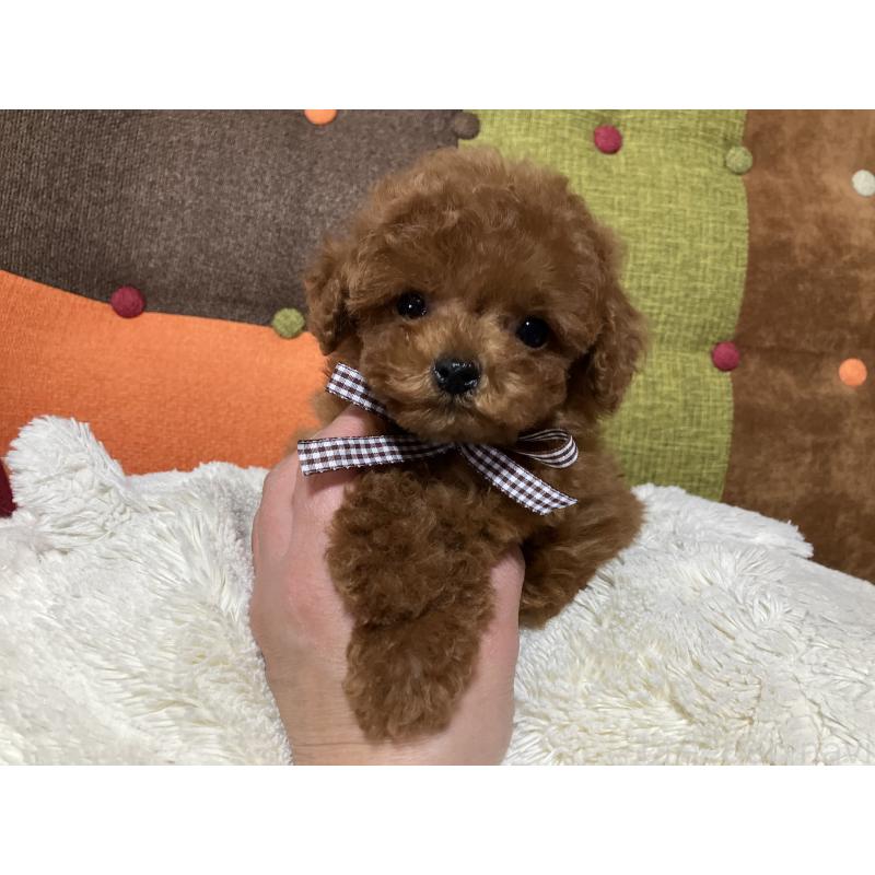 販売中の福岡県のタイニープードル-438039の1枚目