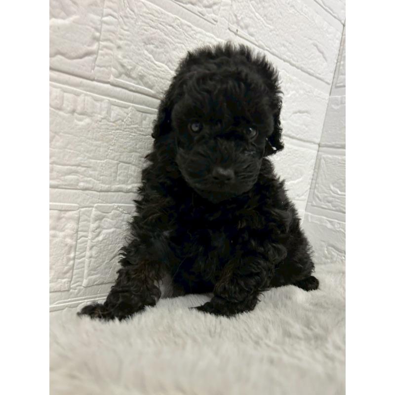 販売中の岡山県のタイニープードル-438037の7枚目