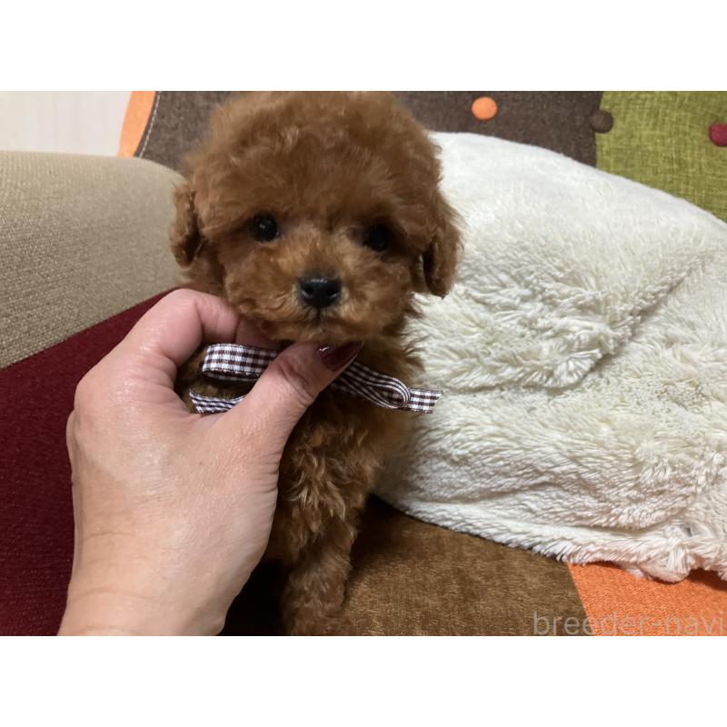 販売中の福岡県のタイニープードル-438039の13枚目