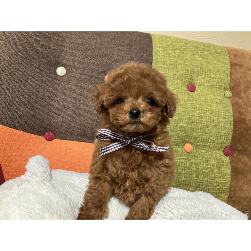 販売中の福岡県のタイニープードル-438039の11枚目