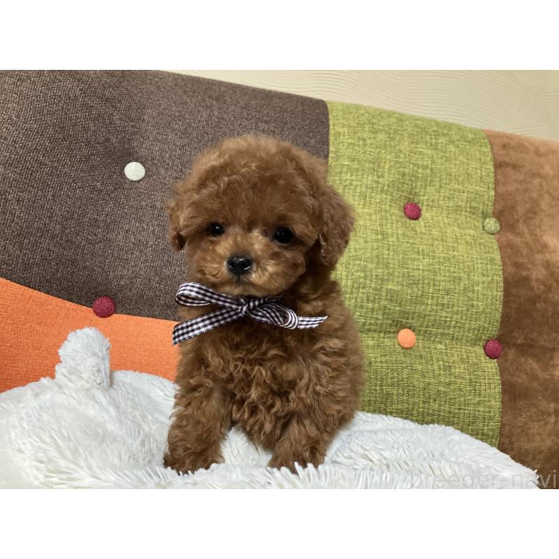 販売中の福岡県のタイニープードル-438039の10枚目