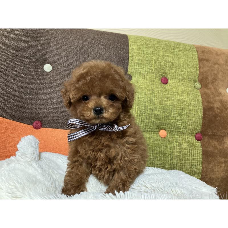 販売中の福岡県のタイニープードル-438039の9枚目