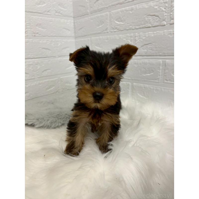 販売中の岡山県のヨークシャーテリア-438038の12枚目