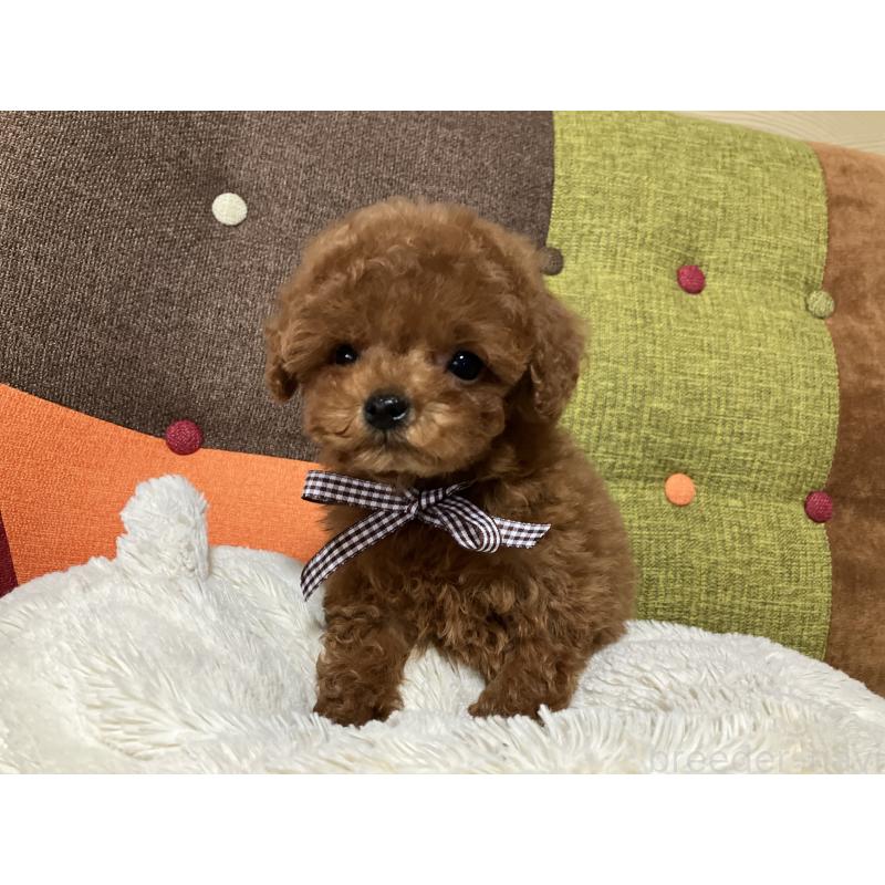 販売中の福岡県のタイニープードル-438039の8枚目