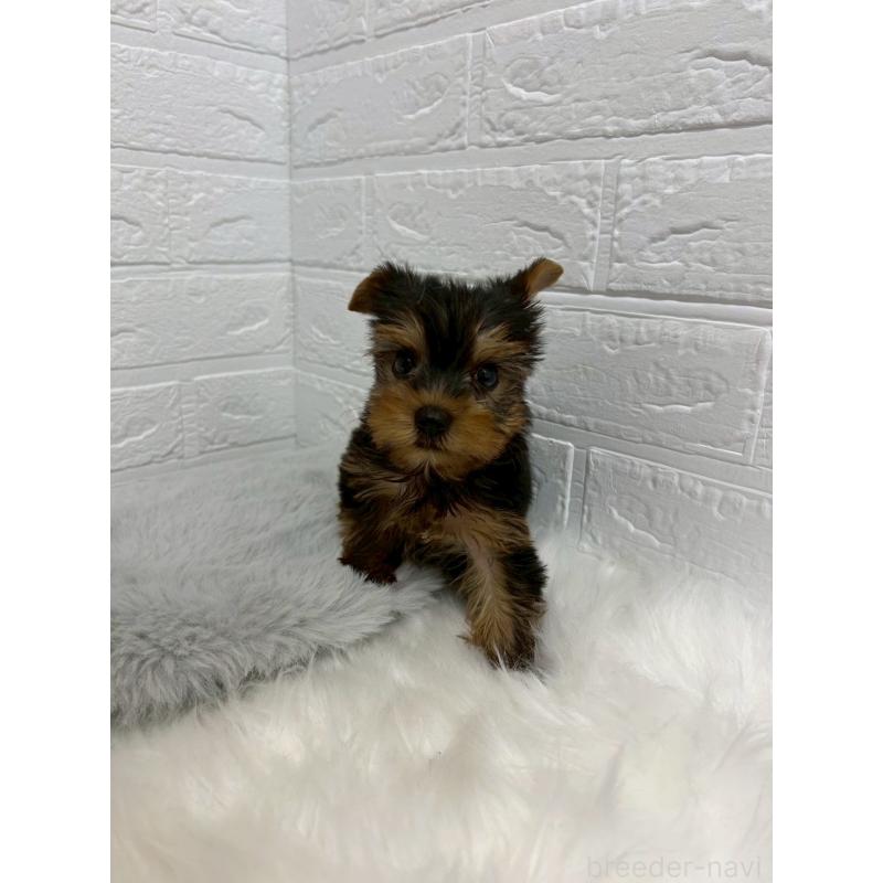 販売中の岡山県のヨークシャーテリア-438038の10枚目