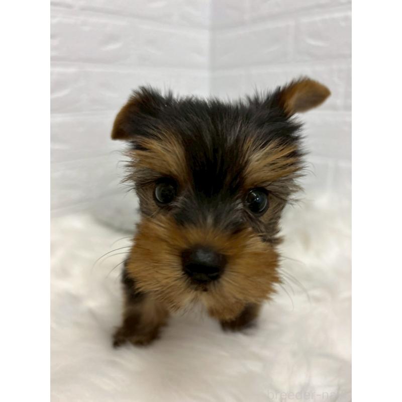 販売中の岡山県のヨークシャーテリア-438038の9枚目