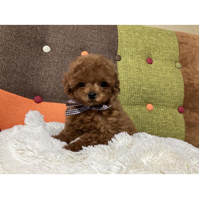 販売中の福岡県のタイニープードル-438039の7枚目