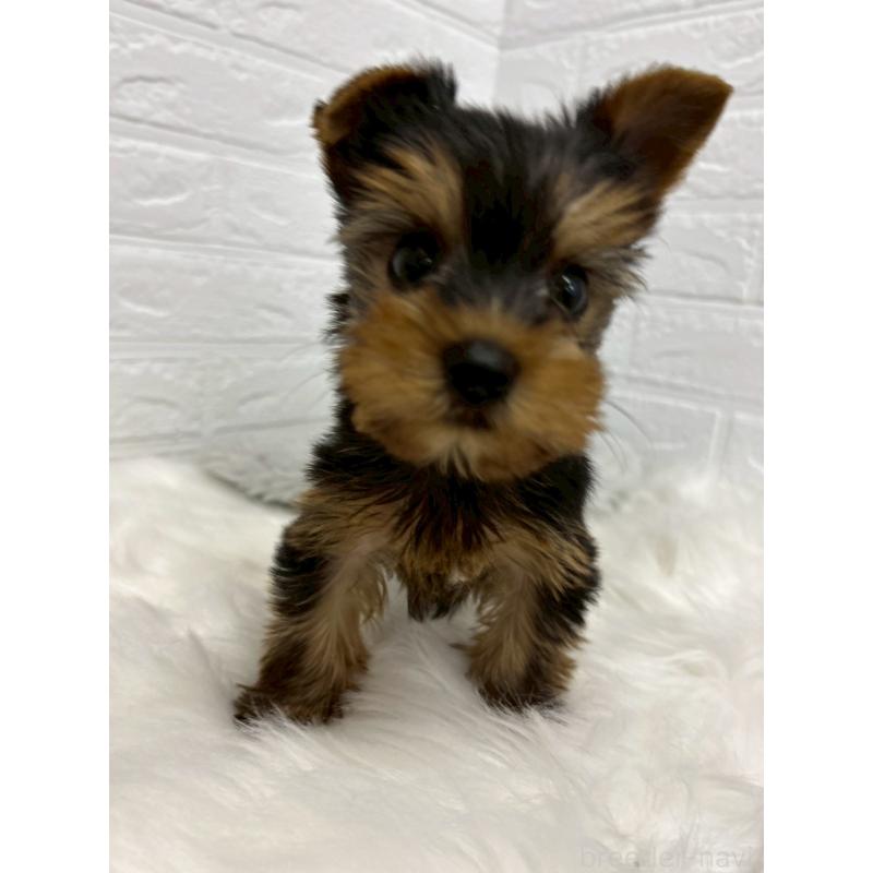 販売中の岡山県のヨークシャーテリア-438038の8枚目