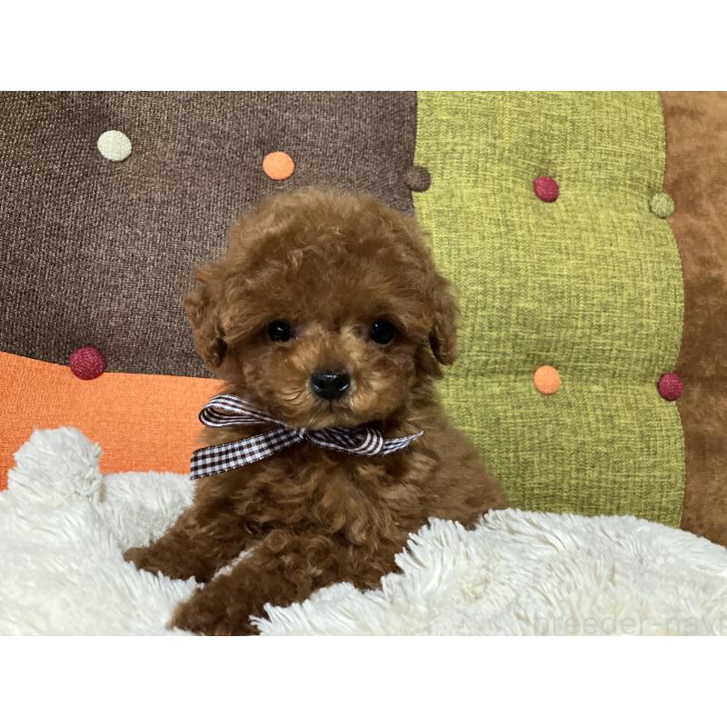 販売中の福岡県のタイニープードル-438039の6枚目