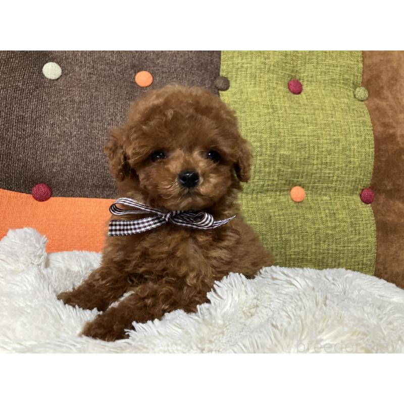 販売中の福岡県のタイニープードル-438039の5枚目