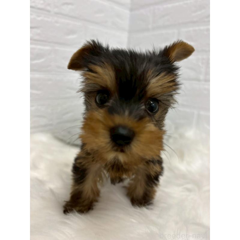 販売中の岡山県のヨークシャーテリア-438038の3枚目