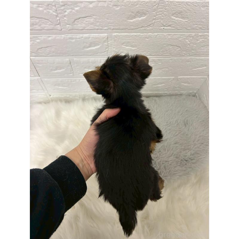 販売中の岡山県のヨークシャーテリア-438038の2枚目