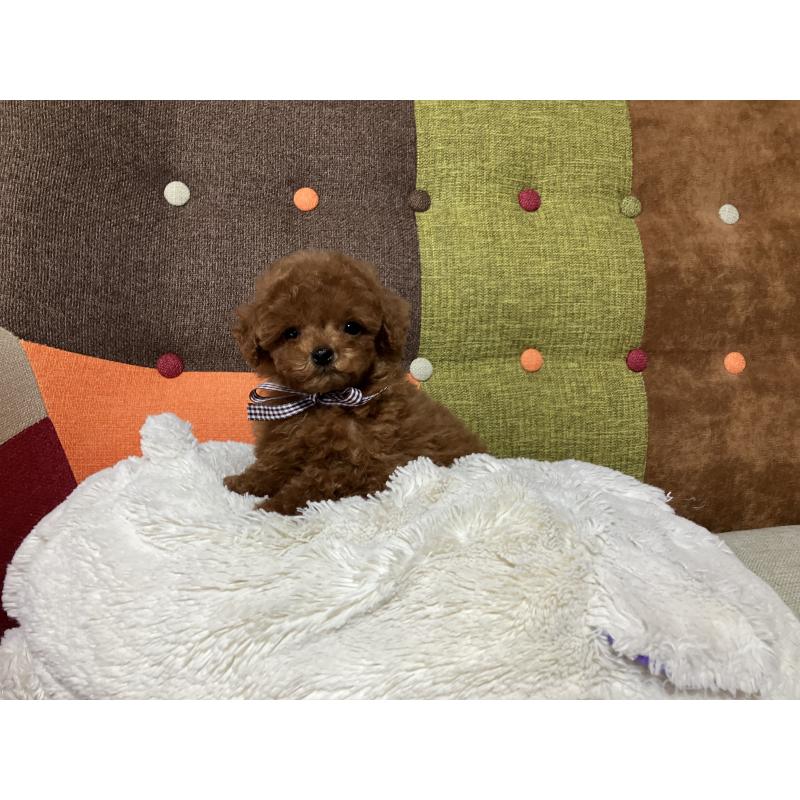 販売中の福岡県のタイニープードル-438039の4枚目