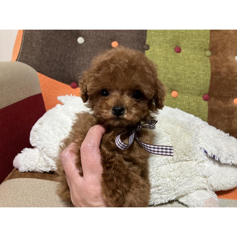 販売中の福岡県のタイニープードル-438039の2枚目