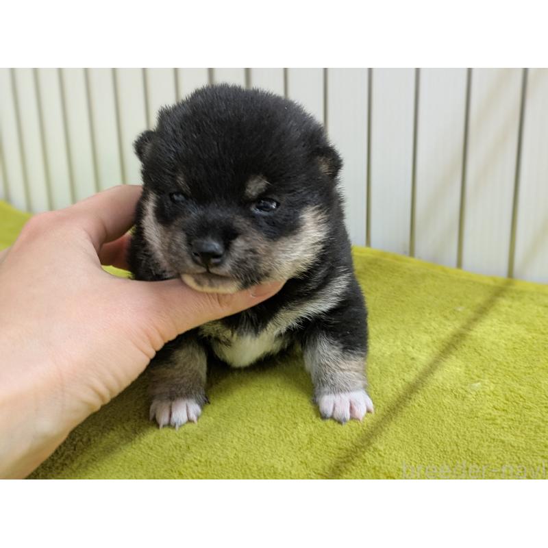 販売中の鹿児島県の豆柴-438040の5枚目