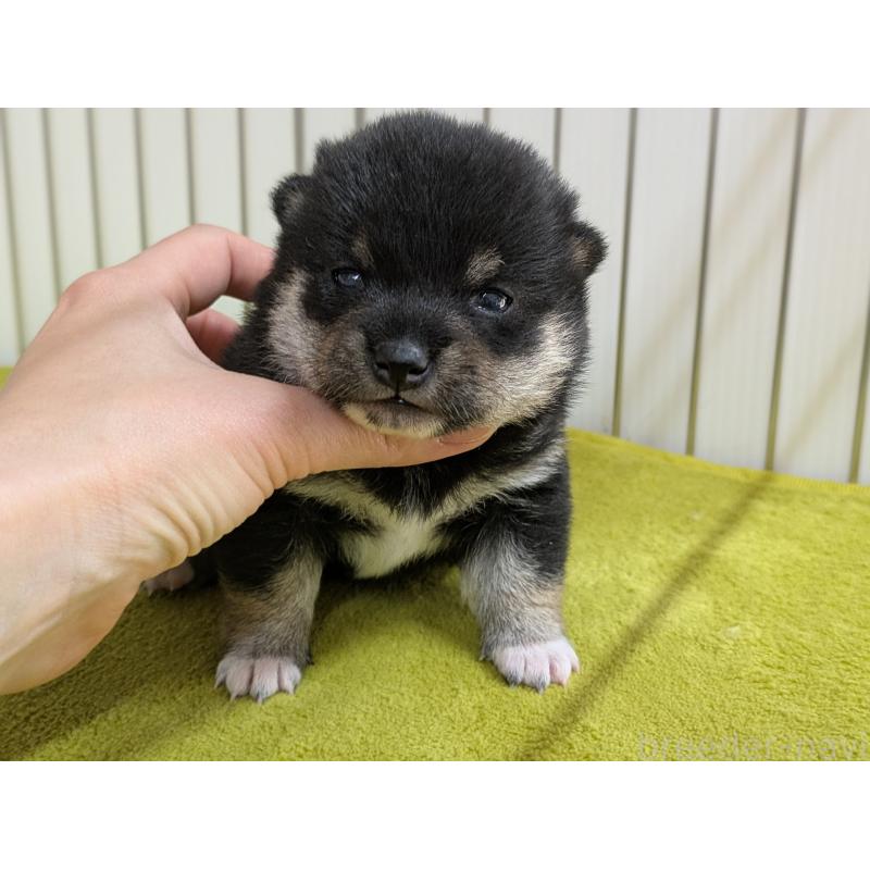 販売中の鹿児島県の豆柴-438040の4枚目