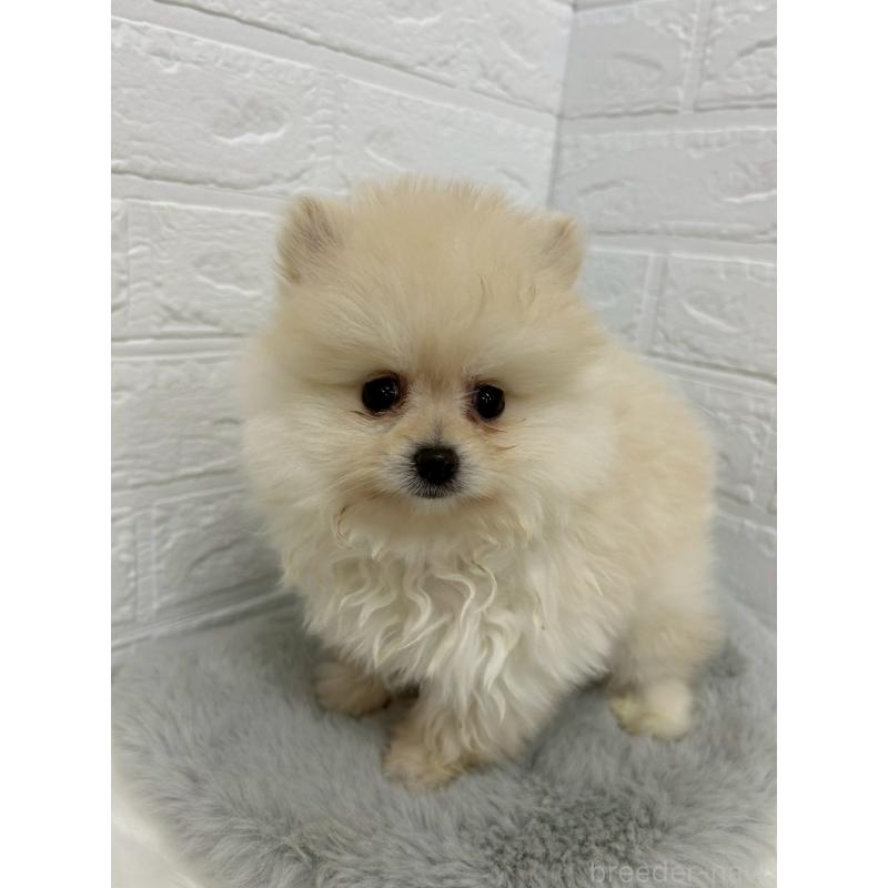 販売中の岡山県のポメラニアン-438041の11枚目