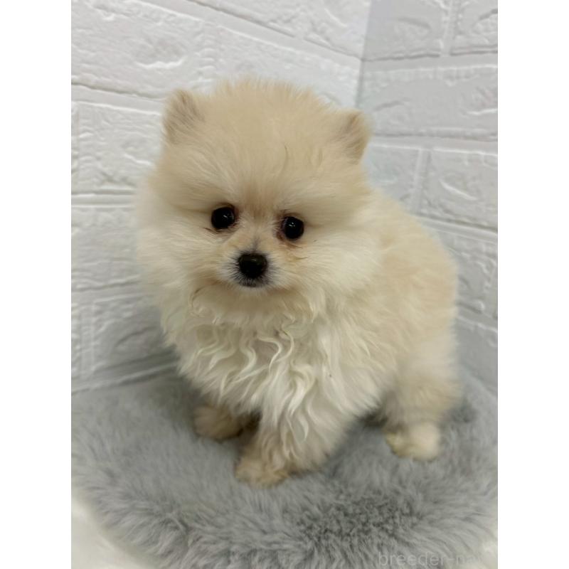 販売中の岡山県のポメラニアン-438041の10枚目