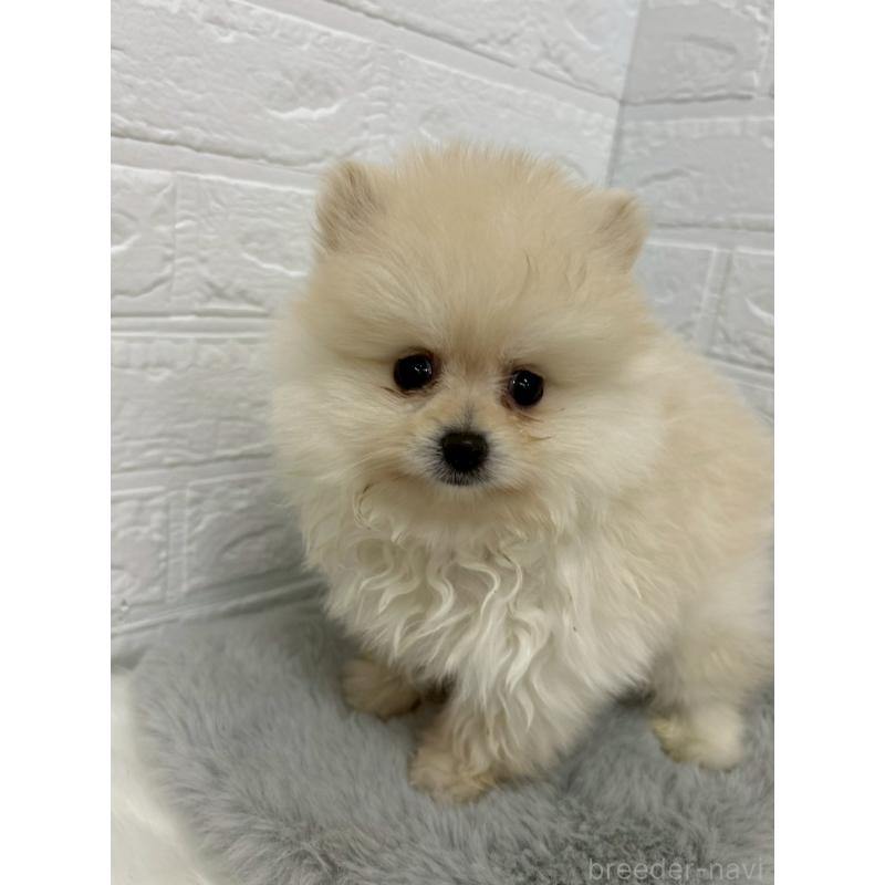 販売中の岡山県のポメラニアン-438041の9枚目