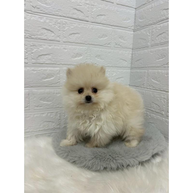 販売中の岡山県のポメラニアン-438041の8枚目