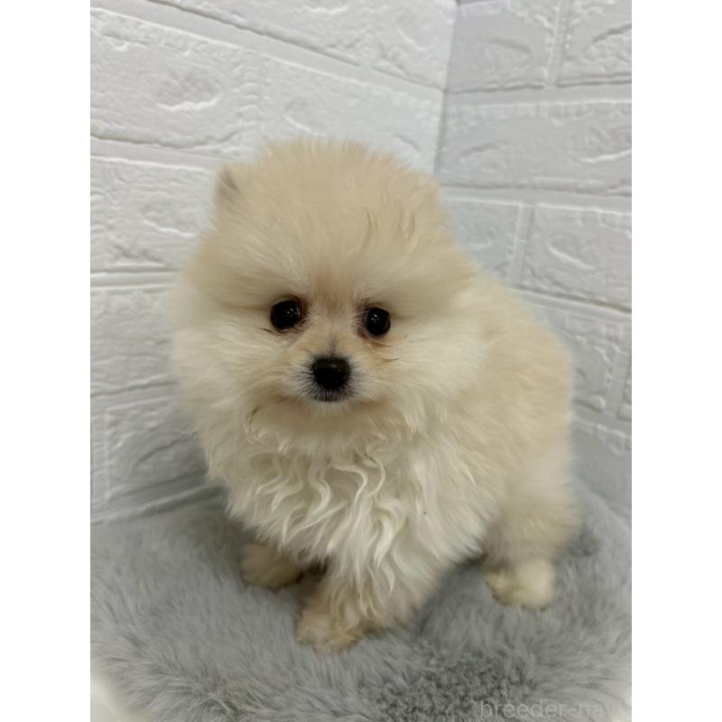 販売中の岡山県のポメラニアン-438041の6枚目