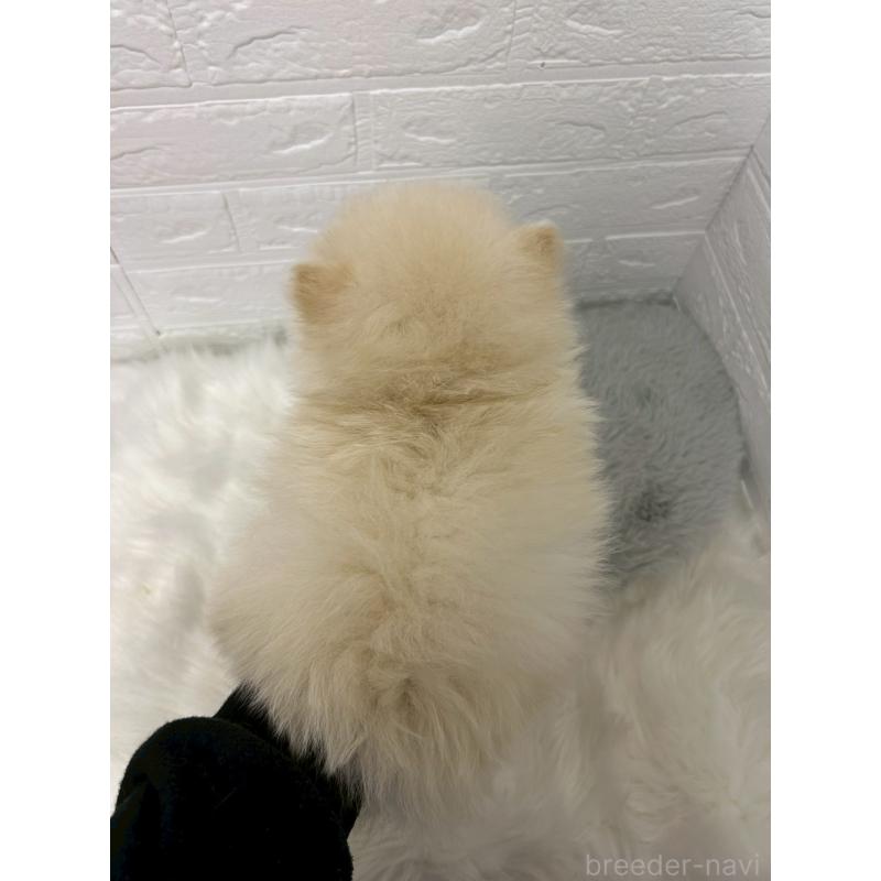 販売中の岡山県のポメラニアン-438041の3枚目