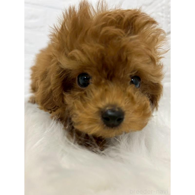 販売中の岡山県のタイニープードル-438042の10枚目