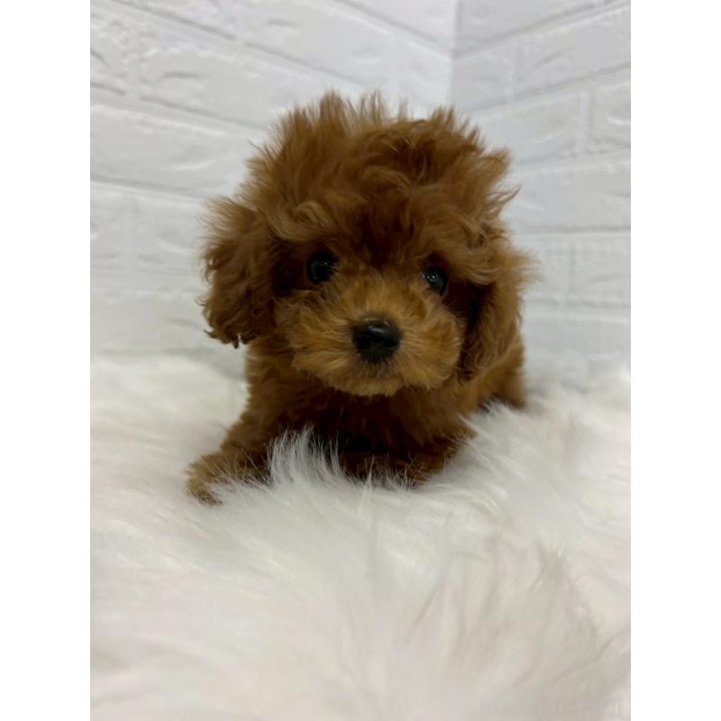 販売中の岡山県のタイニープードル-438042の9枚目