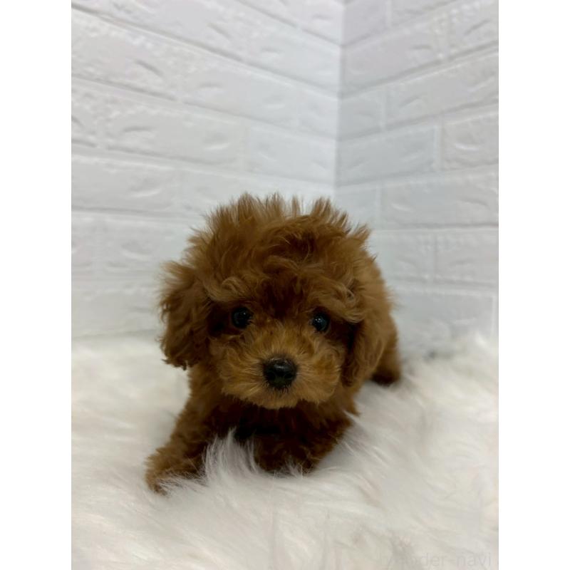 販売中の岡山県のタイニープードル-438042の5枚目