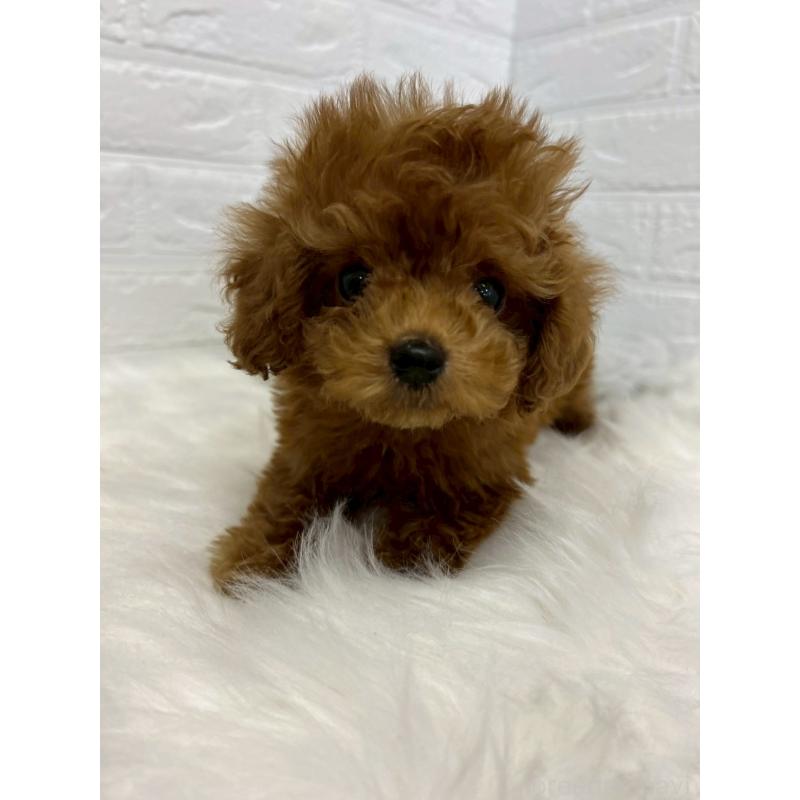 販売中の岡山県のタイニープードル-438042の3枚目