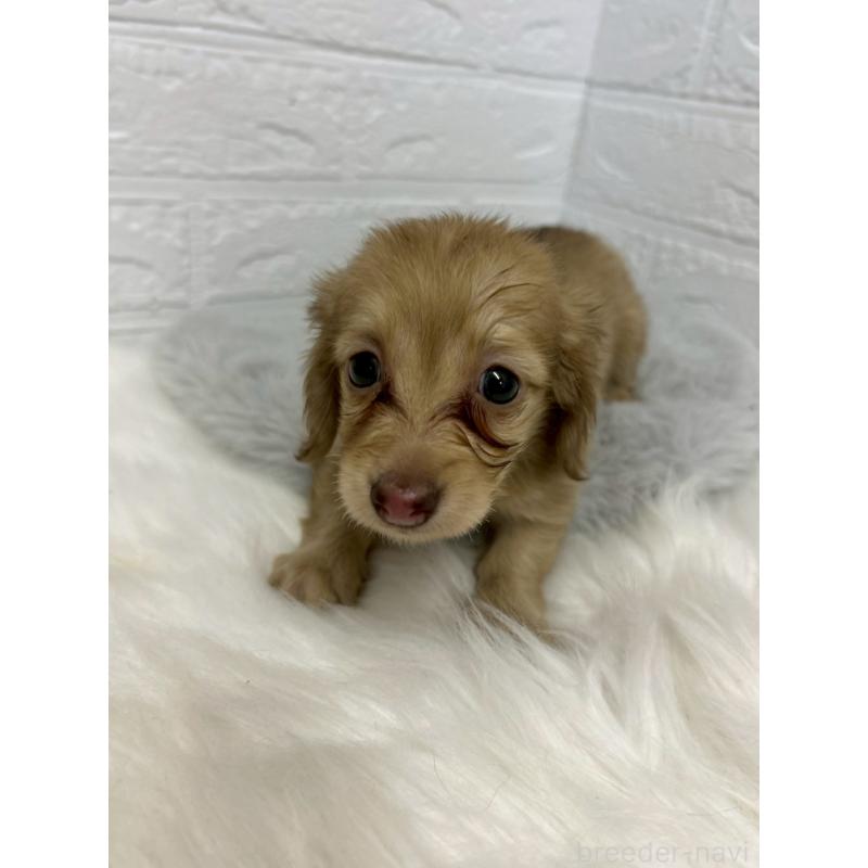 商談中の岡山県のミニチュアダックスフンド(ロングヘアード)-438043の13枚目