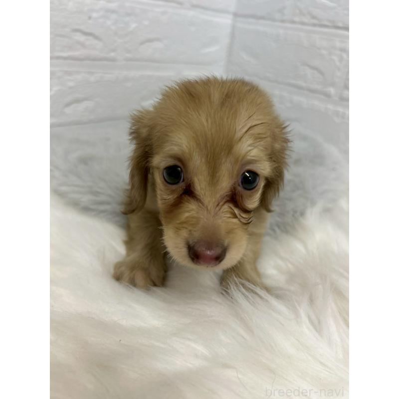 商談中の岡山県のミニチュアダックスフンド(ロングヘアード)-438043の12枚目