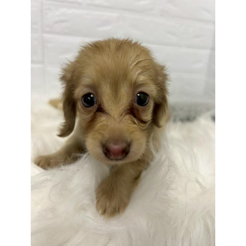 商談中の岡山県のミニチュアダックスフンド(ロングヘアード)-438043の11枚目