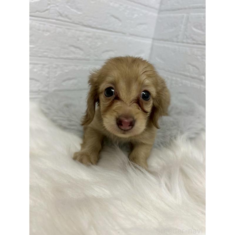 商談中の岡山県のミニチュアダックスフンド(ロングヘアード)-438043の9枚目