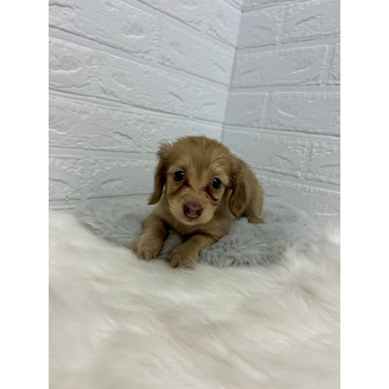 商談中の岡山県のミニチュアダックスフンド(ロングヘアード)-438043の8枚目