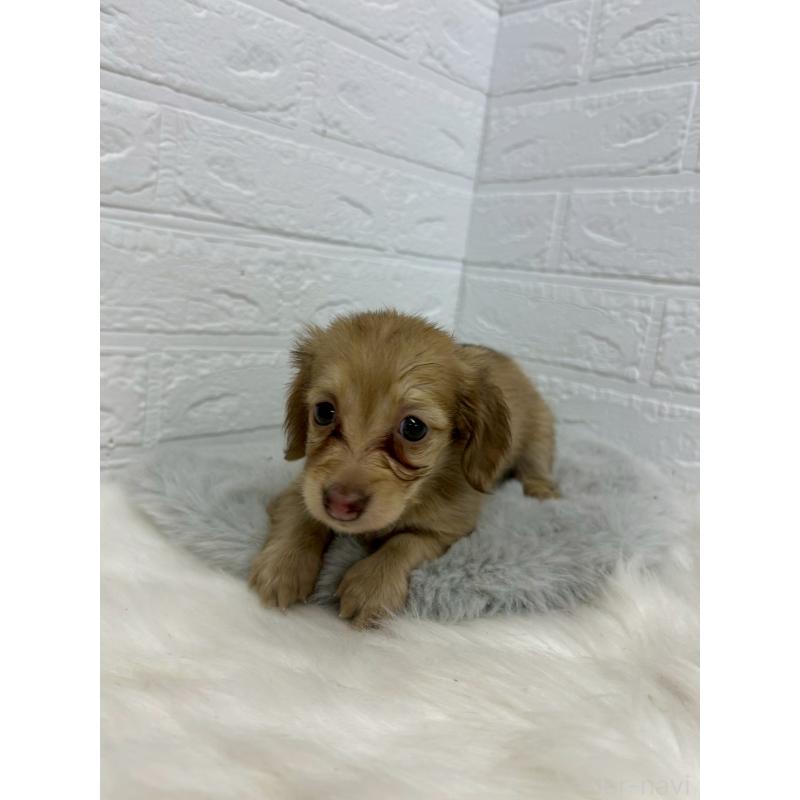 商談中の岡山県のミニチュアダックスフンド(ロングヘアード)-438043の7枚目