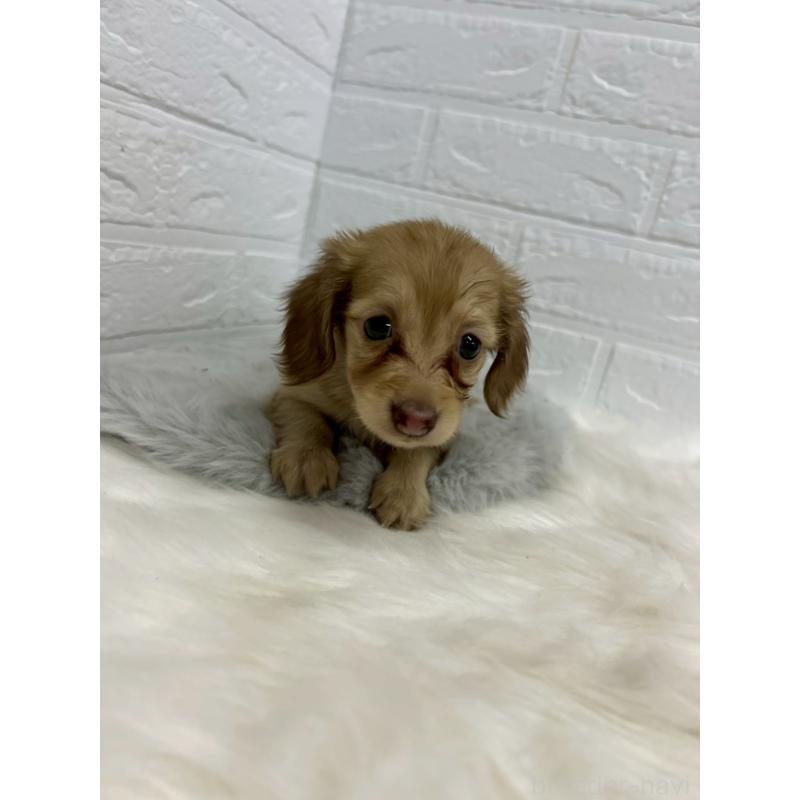 商談中の岡山県のミニチュアダックスフンド(ロングヘアード)-438043の6枚目