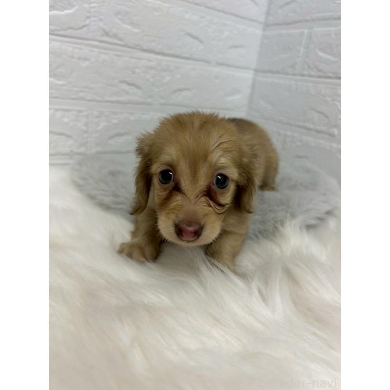 商談中の岡山県のミニチュアダックスフンド(ロングヘアード)-438043の3枚目