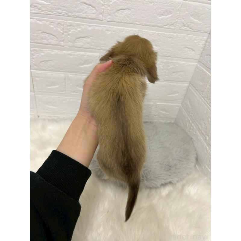 商談中の岡山県のミニチュアダックスフンド(ロングヘアード)-438043の4枚目