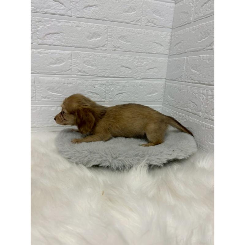 商談中の岡山県のミニチュアダックスフンド(ロングヘアード)-438043の2枚目