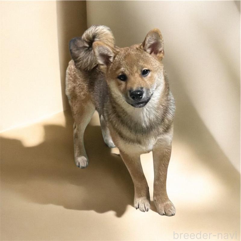 販売中の埼玉県の柴犬-417466の3枚目