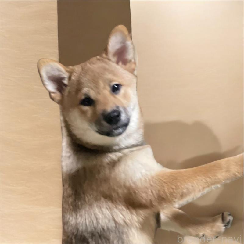 販売中の埼玉県の柴犬-417466の2枚目