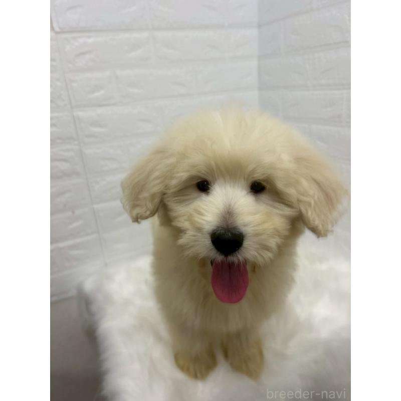 販売中の岡山県のゴールデンドゥードル:ゴールデンレトリーバー×プードル-438044の12枚目