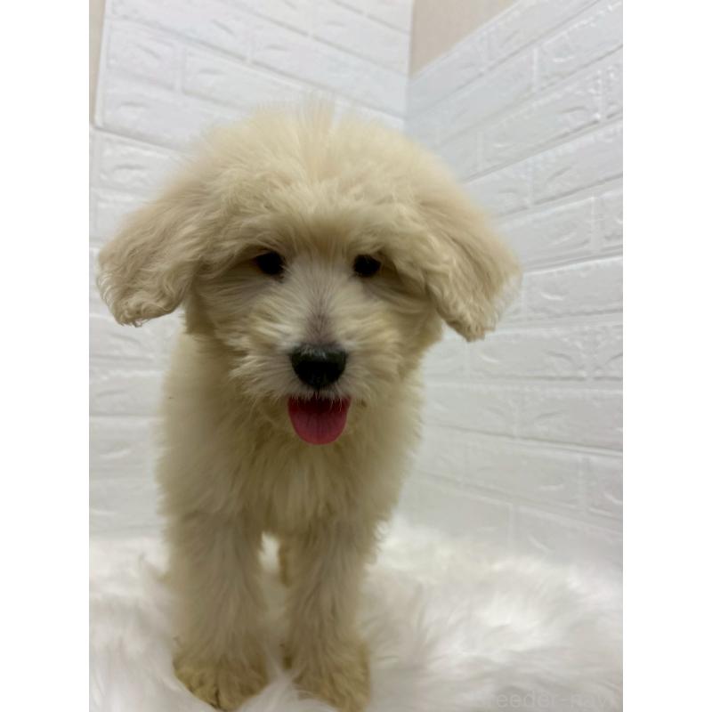 販売中の岡山県のゴールデンドゥードル:ゴールデンレトリーバー×プードル-438044の13枚目